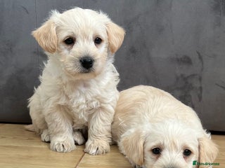 West Highland Terrier dogs Adorable westiepoo puppies - Advert 14