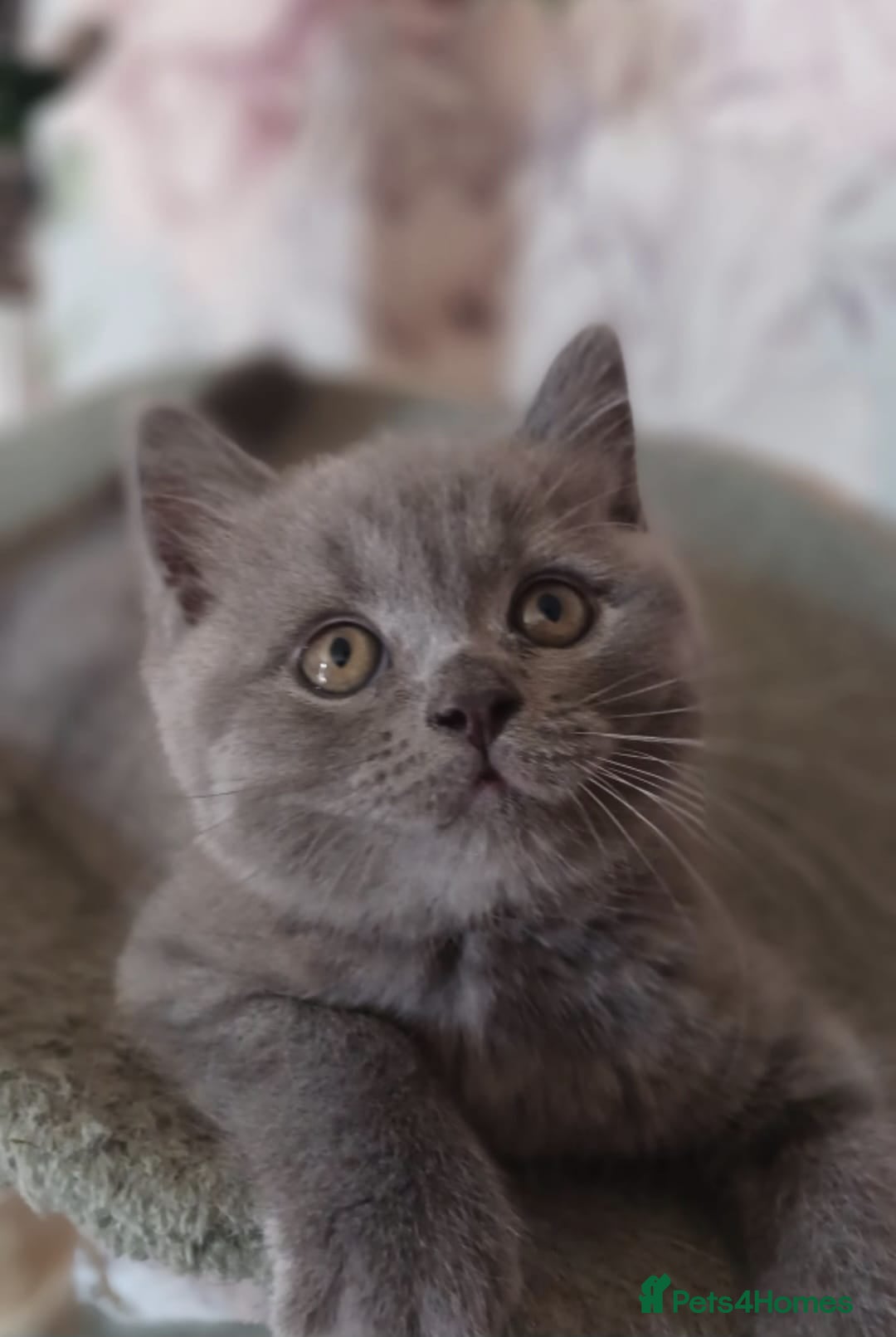 British Shorthair cats Cute BSH blue and lilac kittens for new home - Advert 2
