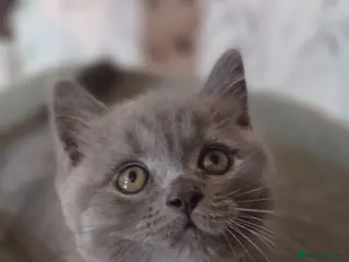 British Shorthair cats Cute BSH blue and lilac kittens for new home - Advert 2