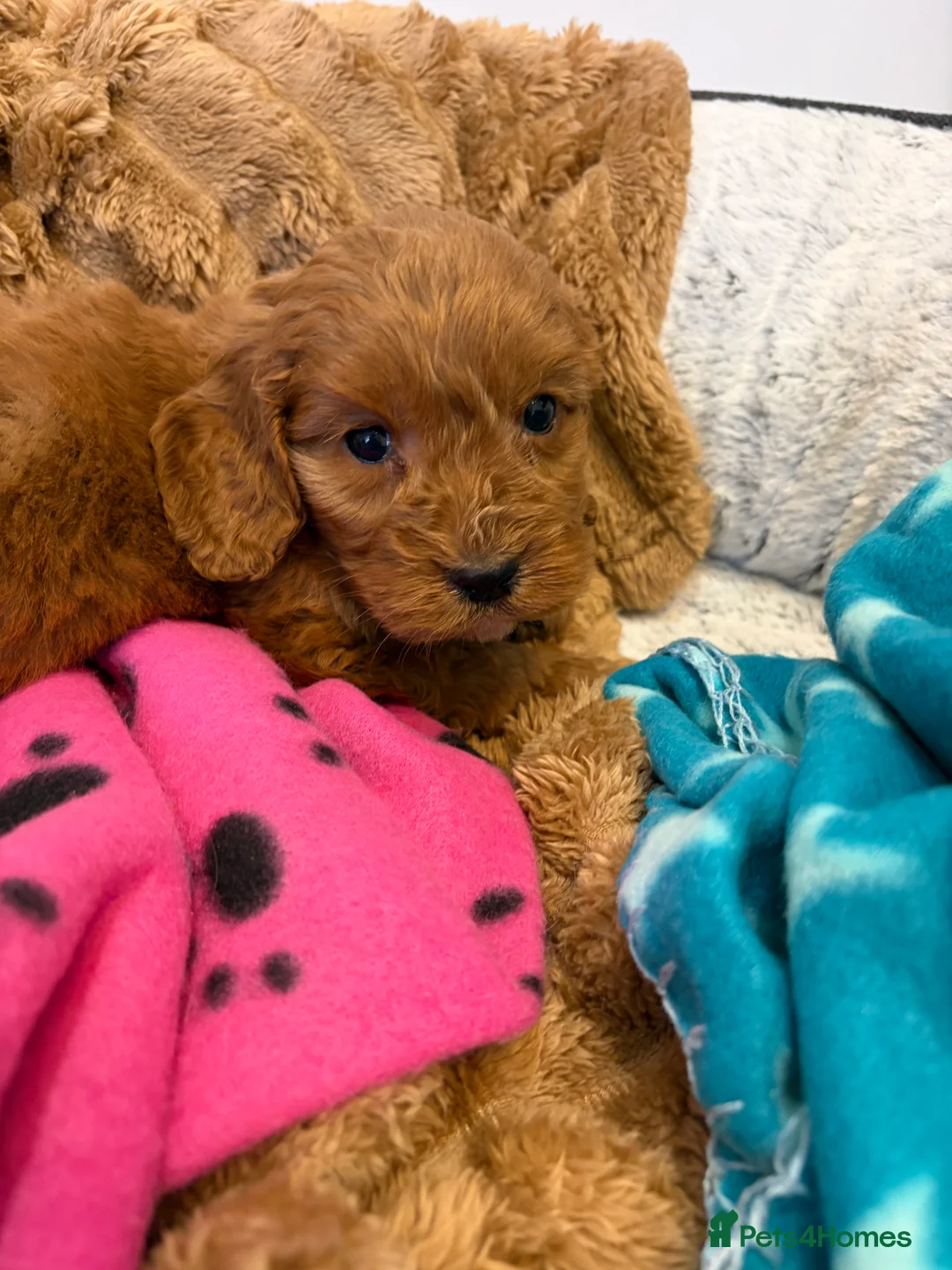 Cockapoo dogs for sale: 🐾STUNNING COCKERPOO F1 REGISTERED BREEDER🐾 - Advert 5