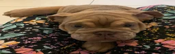 English Bulldog dogs for sale: 2 handsome pedigree english bulldogs for sale   in Crewe - Advert 6