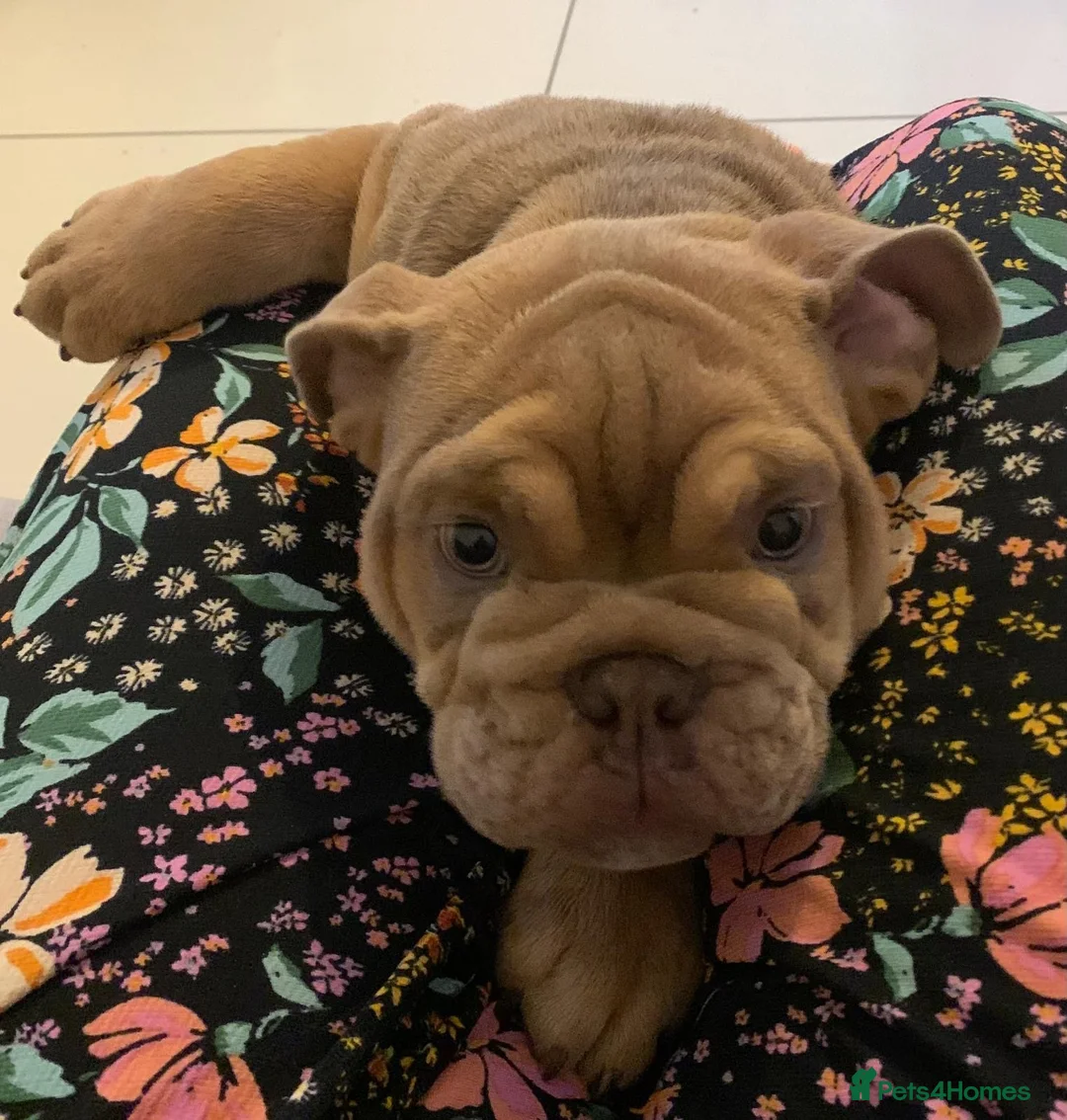 English Bulldog dogs for sale: 2 handsome pedigree english bulldogs for sale   in Crewe - Advert 6