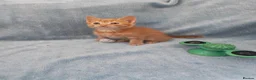 Mixed Breed cats for sale: Beautiful Kittens Videos in Barnsley - Advert 30