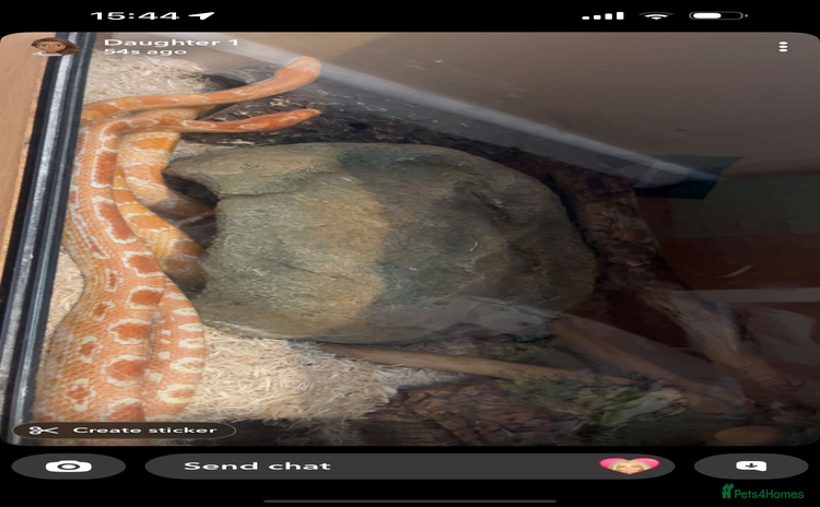 Corn Snake reptiles - Advert 14