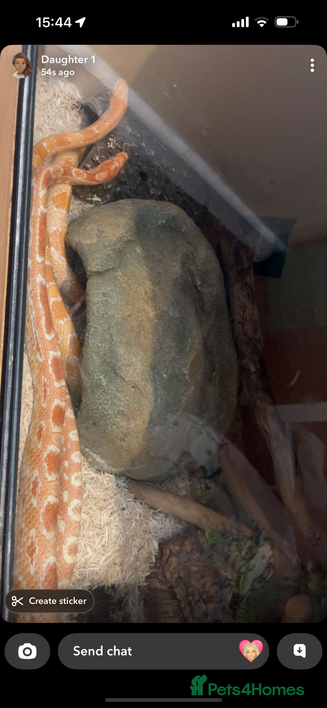 Corn Snake reptiles for sale: 2 corn snakes with full setup  - Image 1