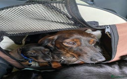 Dachshund dogs for sale: MINATURE Dachsund Pups - Image 6