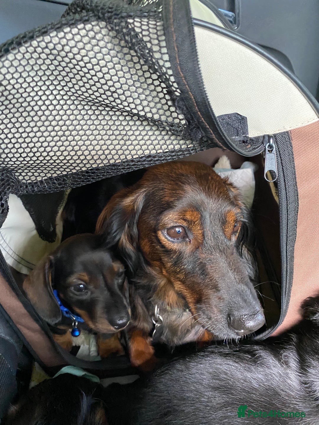Dachshund dogs for sale: MINATURE Dachsund Pups - Image 6