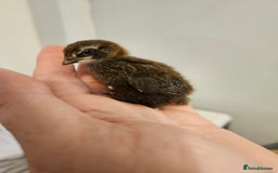 Quail poultry for sale: Quails  - Image 6