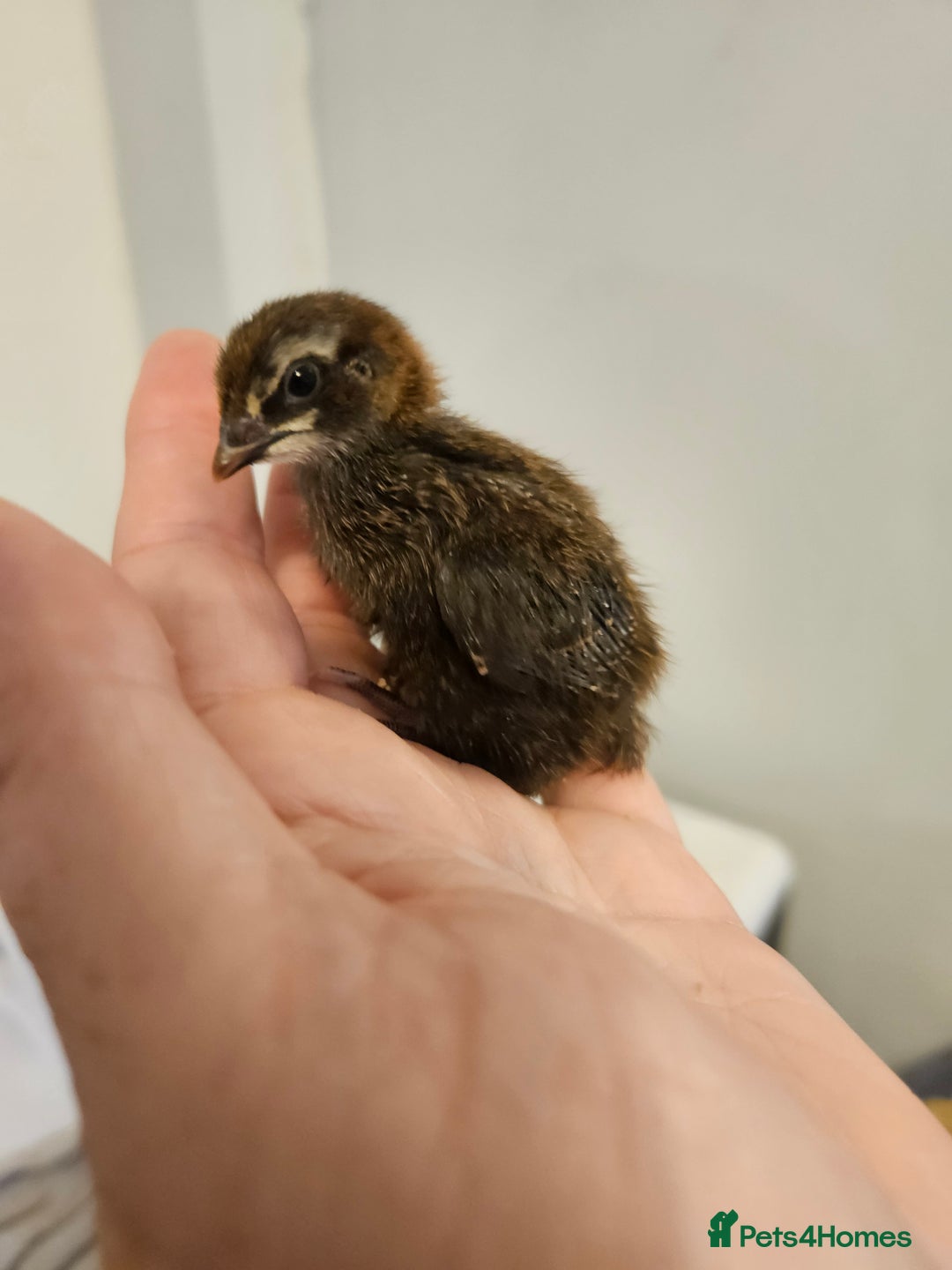 Quail poultry for sale: Quails  - Image 6