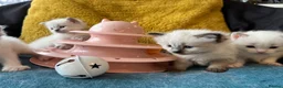 Ragdoll cats for sale: Pure ragdoll kittens sake London - Advert 4