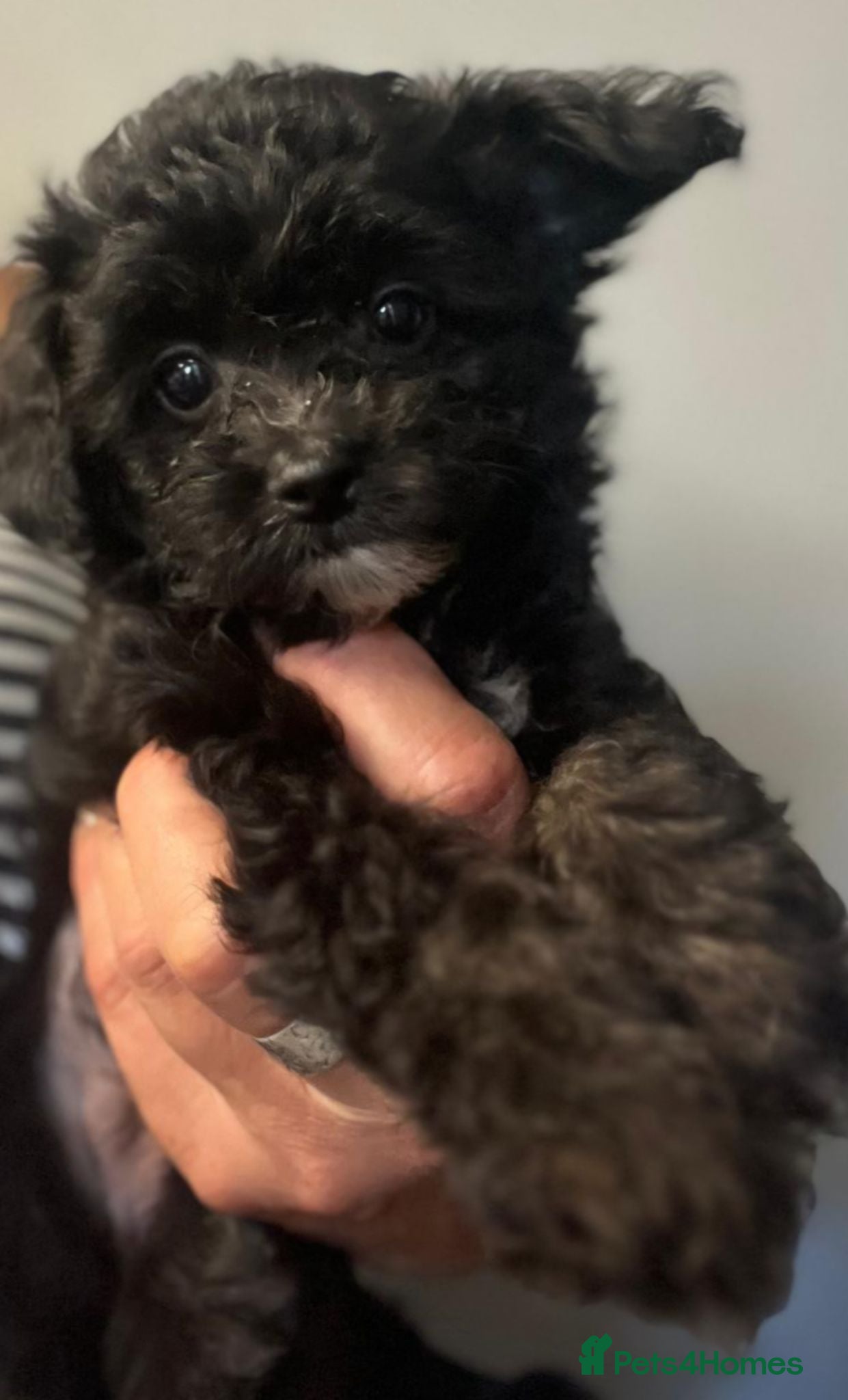 Mixed Breed dogs Stunning small papipoos/ papillon  x toy poodle - Advert 1