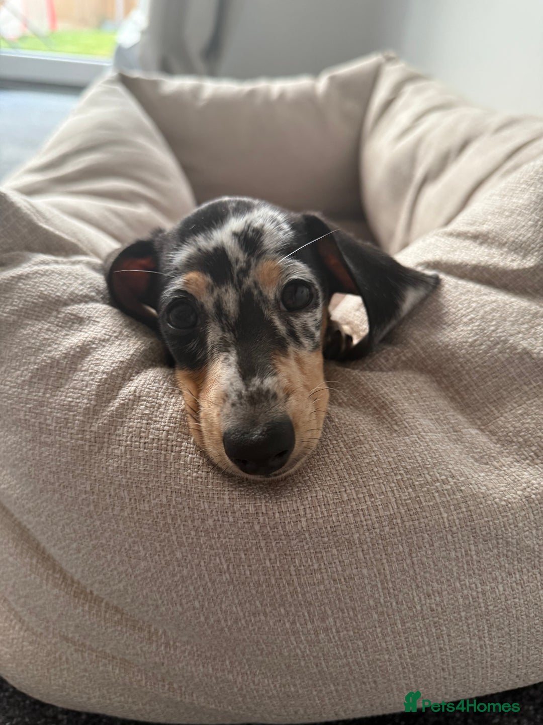 Miniature Dachshund dogs for sale: Miniature Dachshund  - Advert 3