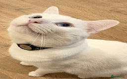 Mixed Breed cats for sale: Mr Blue for Sale - Image 6