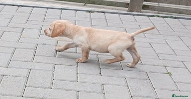 Labrador Retriever dogs - Advert 7