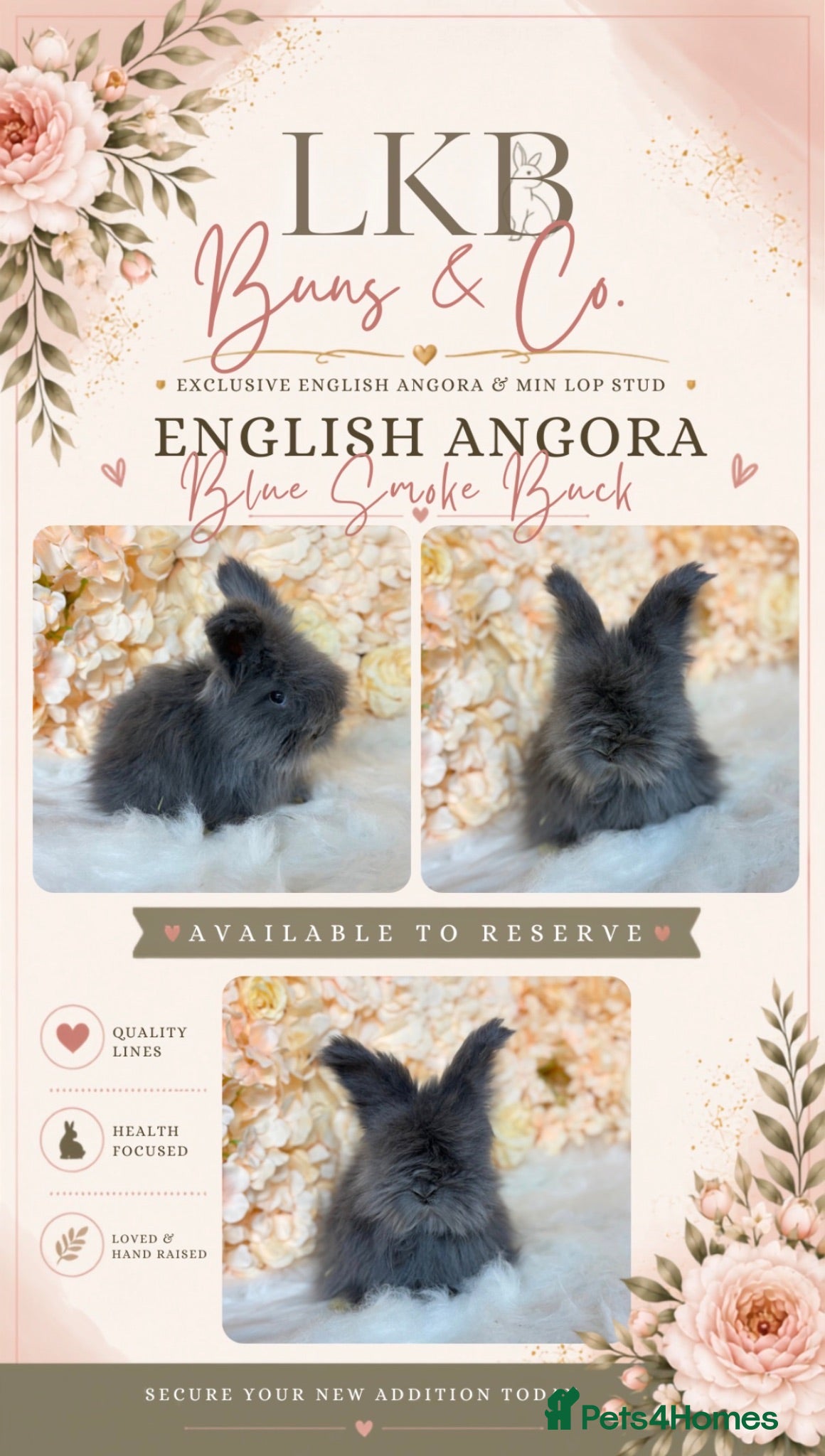 Angora rabbits 🌟 PEDIGREE ENGLISH ANGORA 🌟 - Advert 2