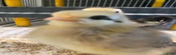 Chickens poultry for sale: Hatching eggs  - Advert 7