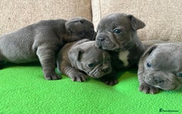 French Bulldog dogs for sale: Solid Blue French Bulldog female puppies - Image 14