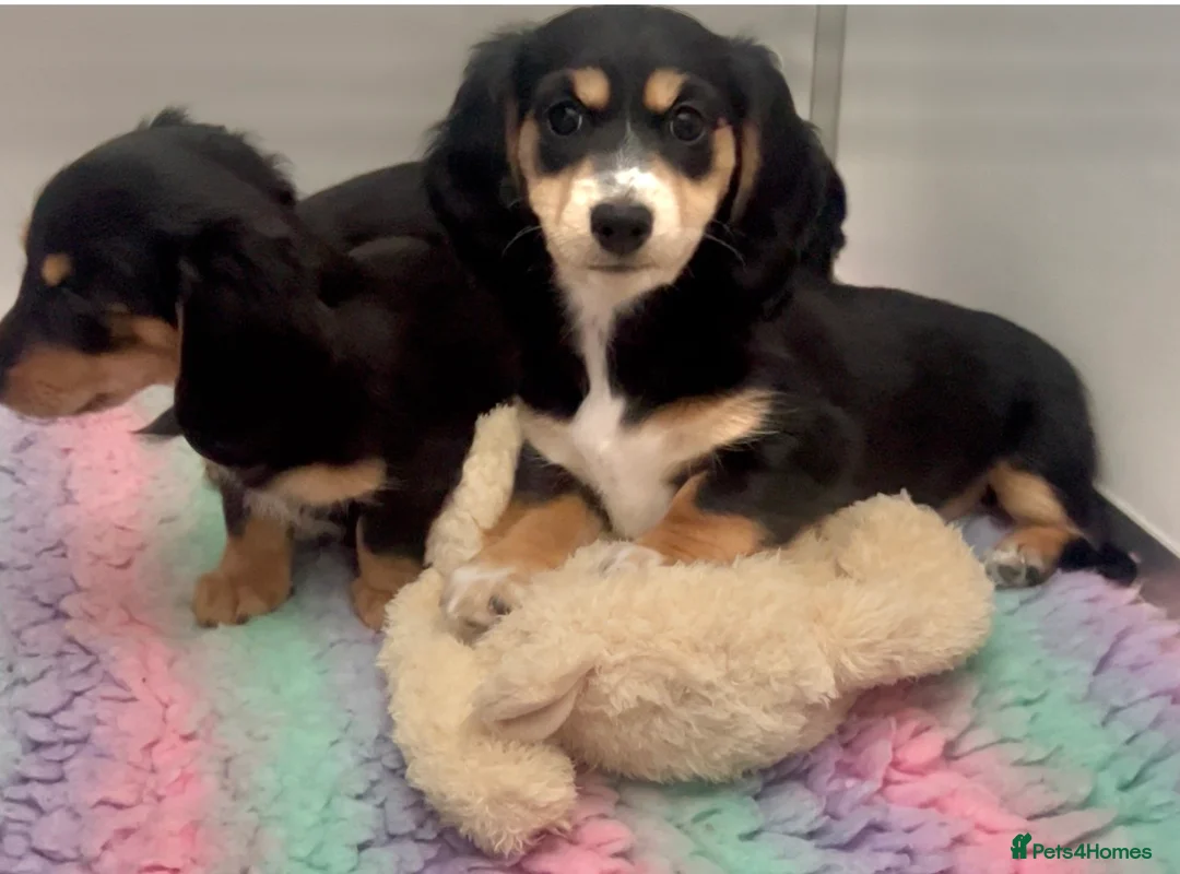 Miniature Dachshund dogs for sale: KC Reg, Super fat feet, Nora Batty legged puppies  - Advert 32