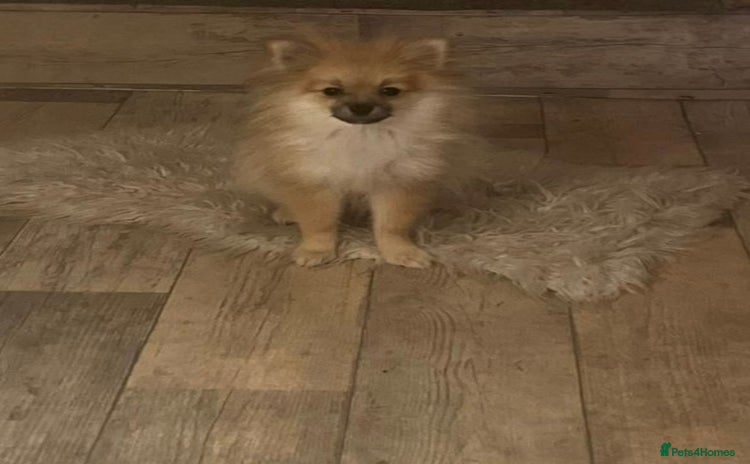 Pomeranian dogs - Advert 14