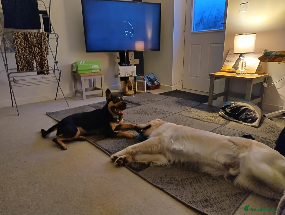 Mixed Breed dogs for sale: Frenchie cross  - Advert 11