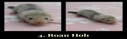 Ferret rodents for sale: 🦦 Adorable Ferret Kits (Pandas, Roans & Sables)🐾 - Advert 7