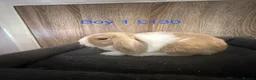 Mini Lop rabbits for sale: Pure Baby Mini Lops For Sale - Advert 9