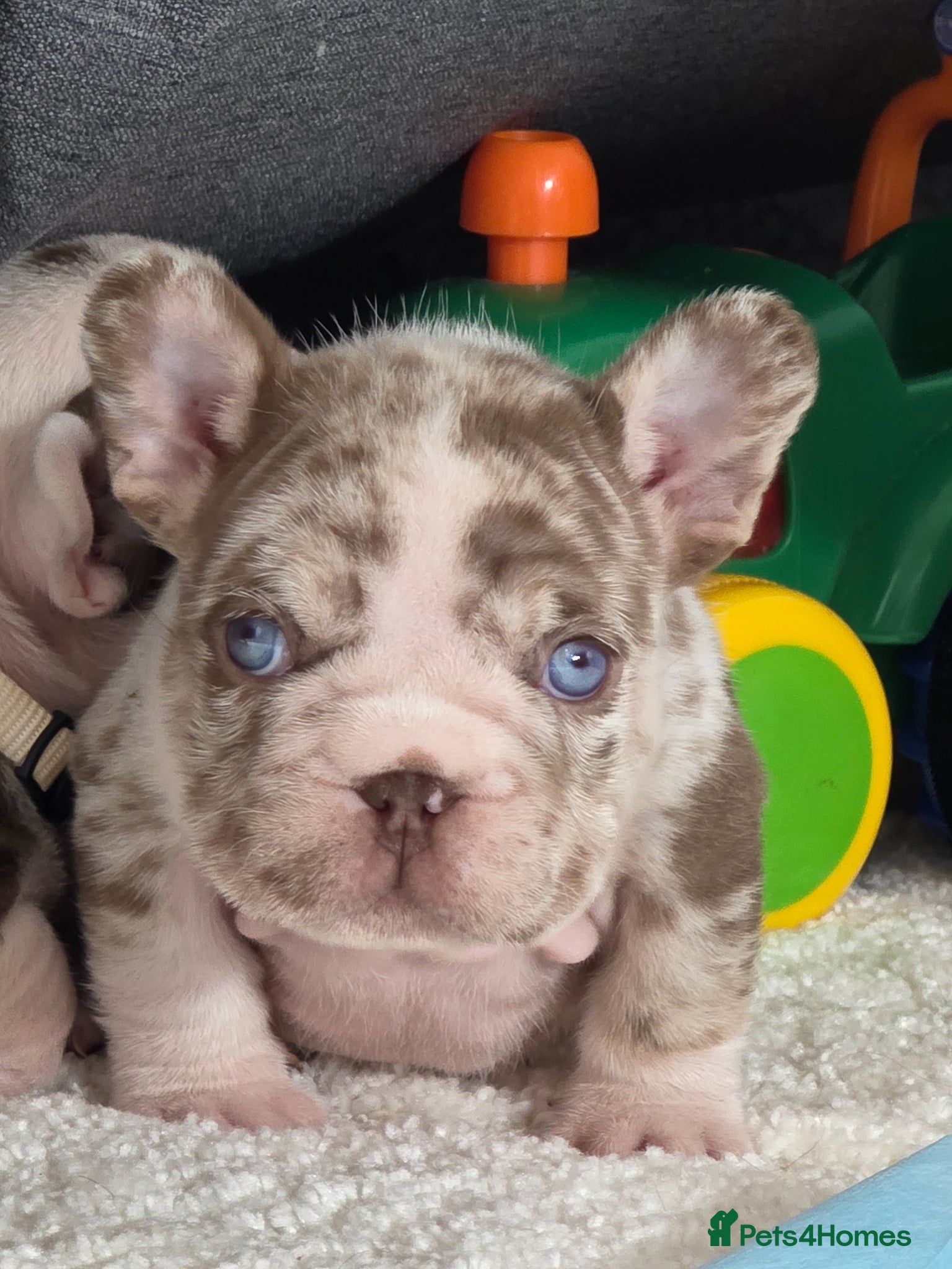 French Bulldog dogs Open for offer FRENCH BULLDOG  - Advert 7