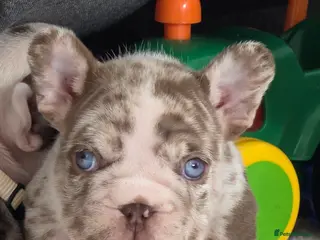 French Bulldog dogs Open for offer FRENCH BULLDOG - Advert 7