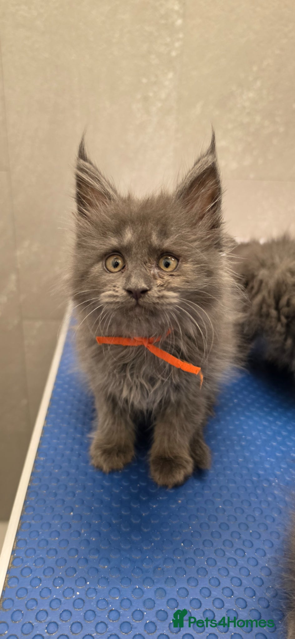 Maine Coon cats Maine coon Blue smoke kittens Sapphire Skies  - Advert 2