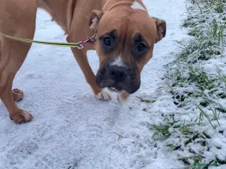 Mixed Breed dogs Beautiful Female Boxer cross. - Advert 1