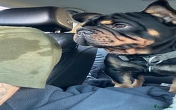 French Bulldog dogs for stud: Big rope pink carrier French bulldog  - Image 2