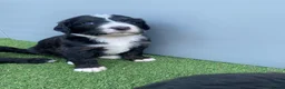 Bernedoodle dogs for sale: Beautiful Tri colour bernedoodle puppies  - Advert 8