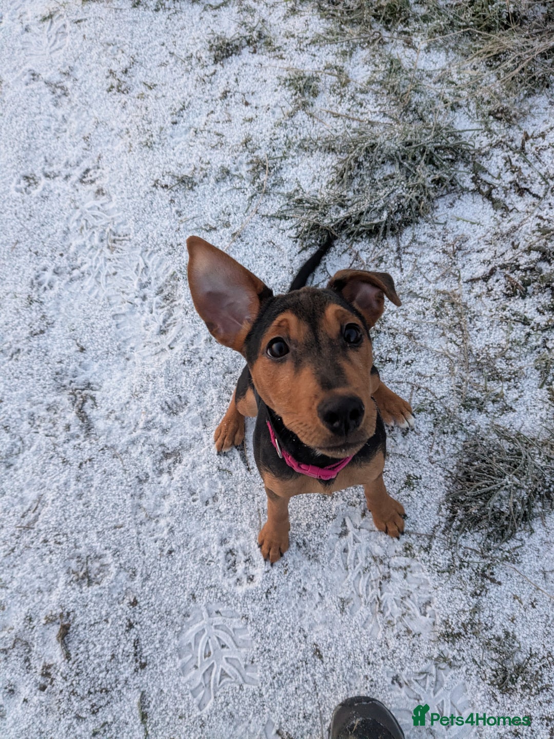 Patterjack dogs for sale: Rio ( terrier mix)  - Advert 2