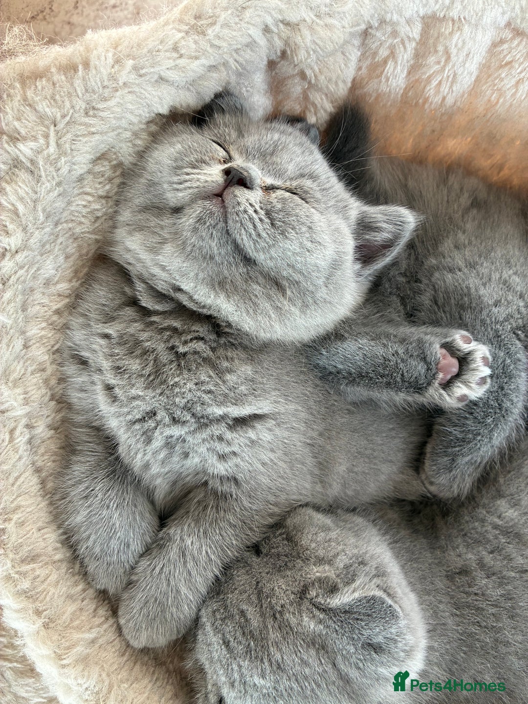 British Shorthair cats for sale: Stunning Special Pedigree Litter - Advert 3