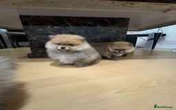 Pomeranian dogs for sale: Cute little pomeranians - Image 10
