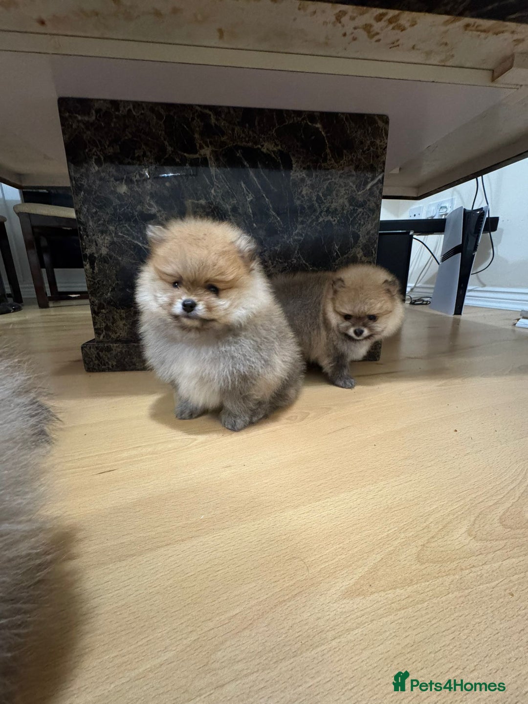 Pomeranian dogs for sale: Cute little pomeranians - Image 10