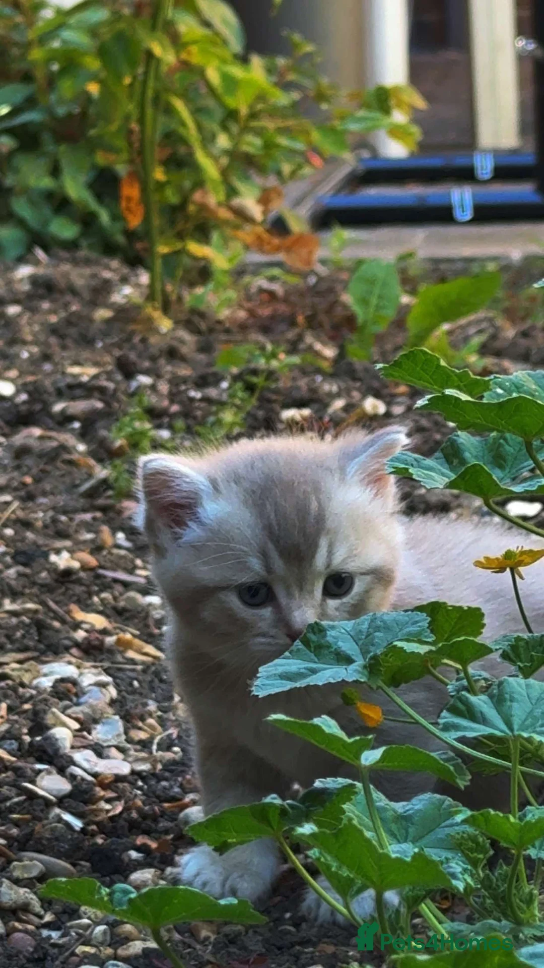 British Shorthair cats for sale:     Beautiful British Shorthair / Longhair Kittens - Advert 2