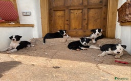 Border Collie dogs for sale: Border Collie pups - Image 9