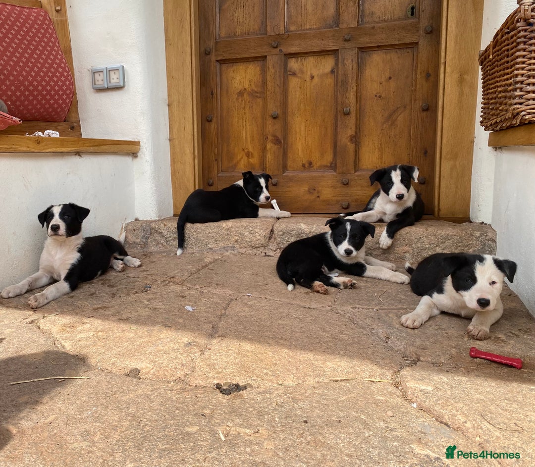 Border Collie dogs for sale: Border Collie pups - Image 9