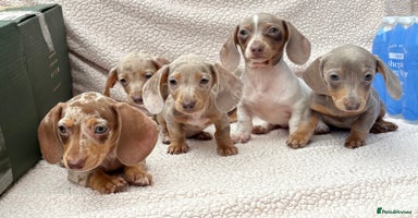 Dachshund dogs - Advert 6