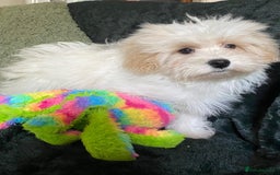 Maltipoo dogs for sale: maltipoo puppies for sale  - Image 15