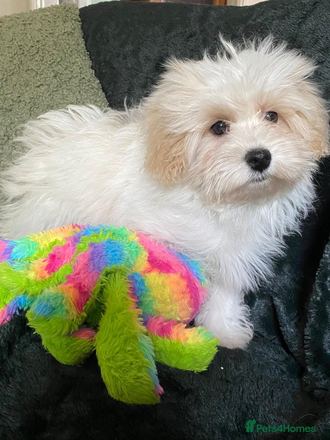 Maltipoo dogs for sale: maltipoo puppies for sale  - Image 15