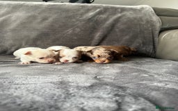 Chihuahua dogs for sale: Long hair chihuahua puppies  - Image 8