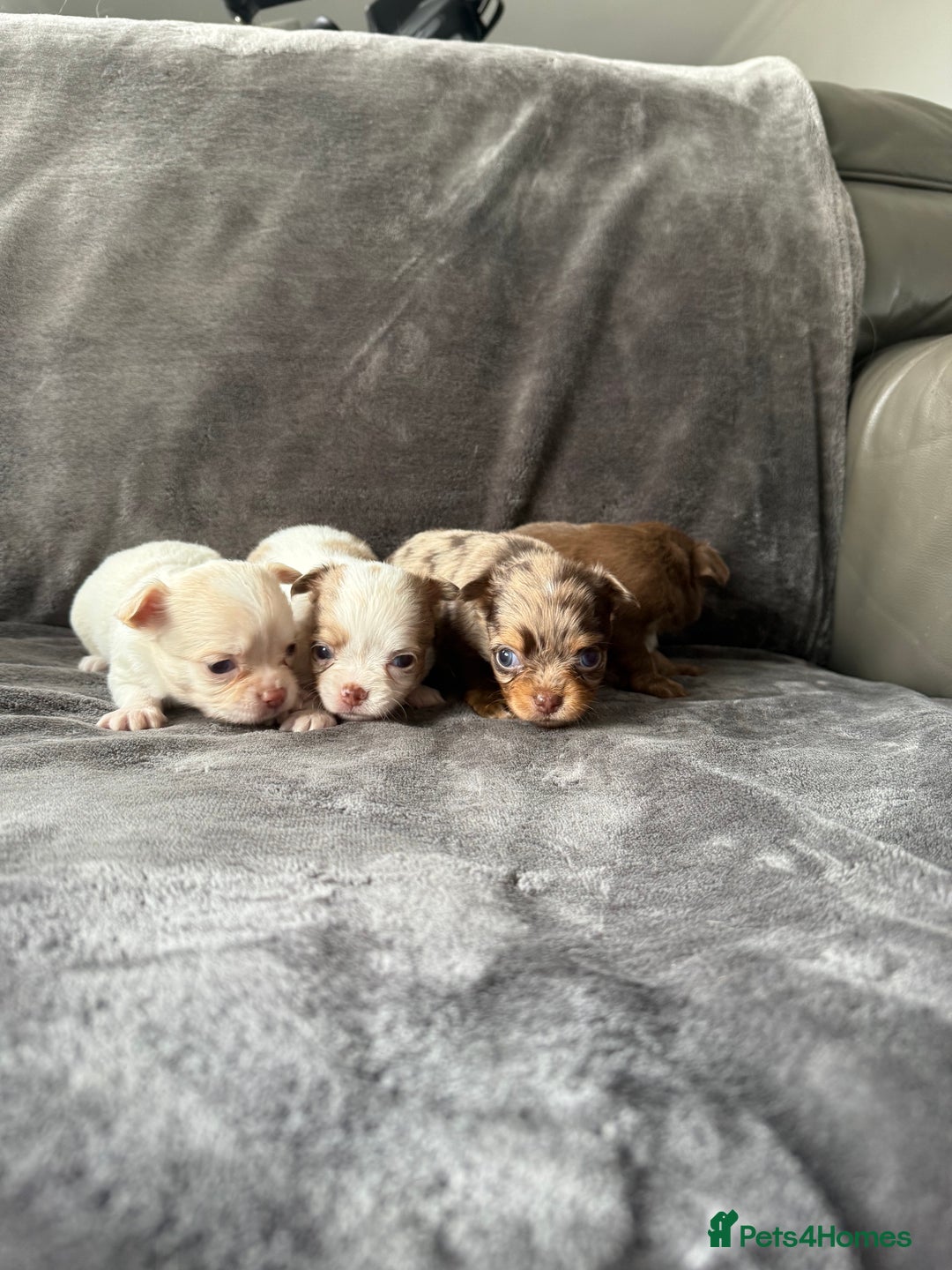 Chihuahua dogs for sale: Long hair chihuahua puppies  - Image 8