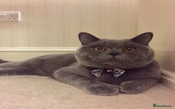British Shorthair cats for sale: Beautiful Adult British Shorthair Male - Image 1