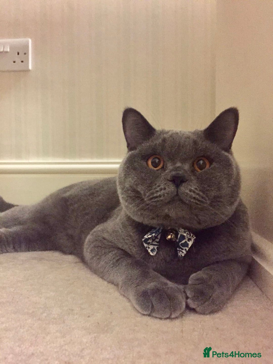 British Shorthair cats for sale: Beautiful Adult British Shorthair Male - Image 1