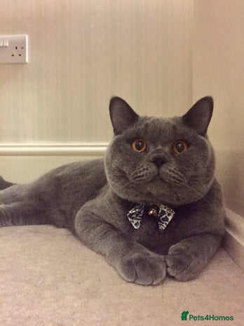 British Shorthair cats - Advert 2