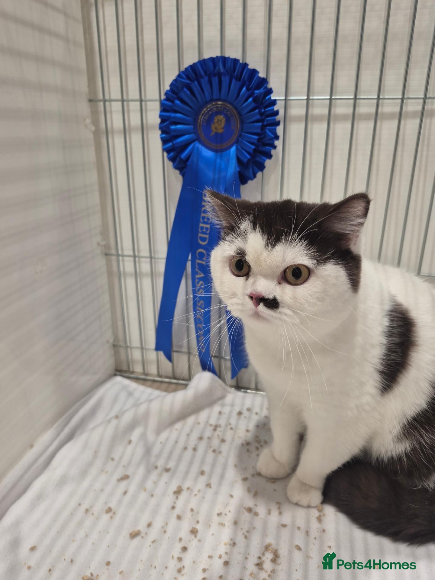 British Shorthair cats British shorthair - Advert 2