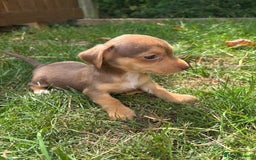 Mixed Breed dogs for sale: Mini Jack Russell X daxijack - Image 5