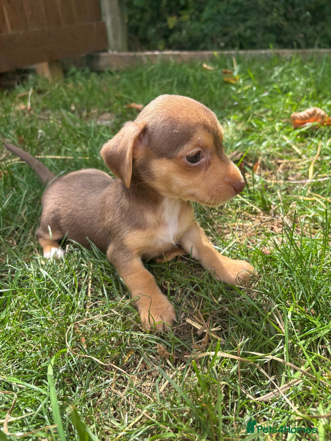 Mixed Breed dogs for sale: Mini Jack Russell X daxijack - Image 5